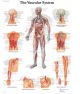 Anatomical Chart 3B Scientific® Vascular System 200 Gram Paper Glossy