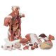 Muscle Torso / Internal Organs Model American 3B Scientific 79 lbs. Plastic
